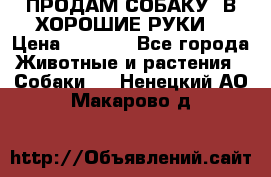 ПРОДАМ СОБАКУ  В ХОРОШИЕ РУКИ  › Цена ­ 4 000 - Все города Животные и растения » Собаки   . Ненецкий АО,Макарово д.